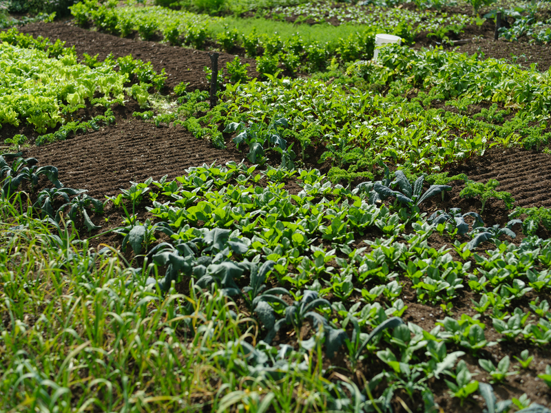 AFMA Greens 