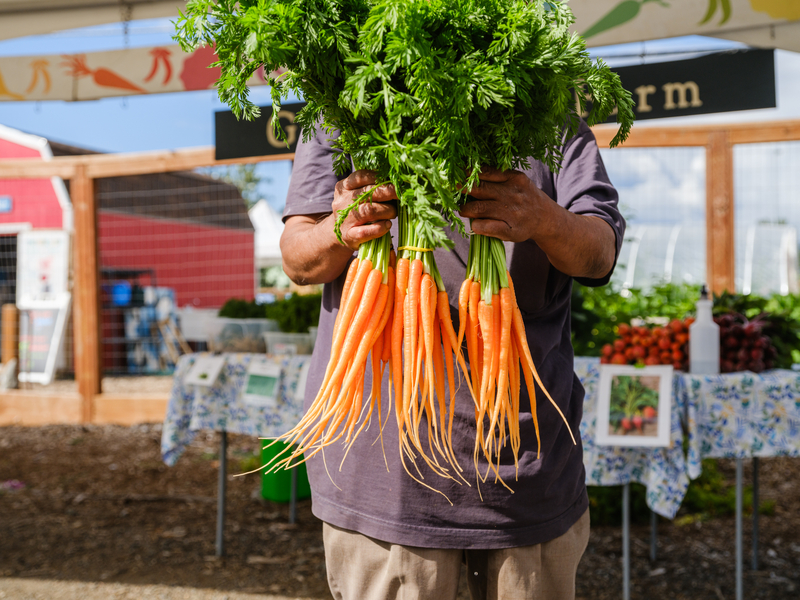 AFMA Carrots Market
