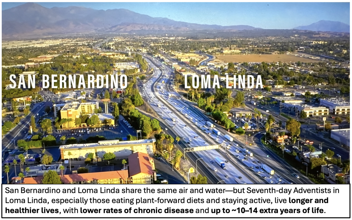 San Bernardino and Loma Linda share the same air and water—but Seventh-day Adventists in Loma Linda, especially those eating plant-forward diets and staying active, live longer and healthier lives, with lower rates of chronic disease and up to ~10–14 extra years of life.