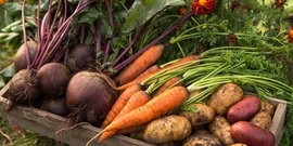 root vegetables