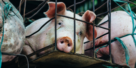 Animal Welfare