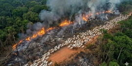 Slash and burn agriculture for cows in the Amazon