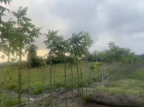 Living fence