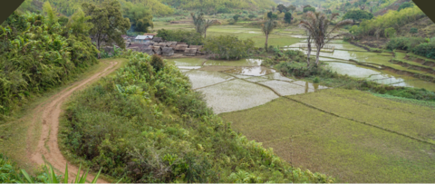 Rice field Madagascar