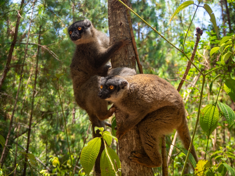 Lemur Pivot project