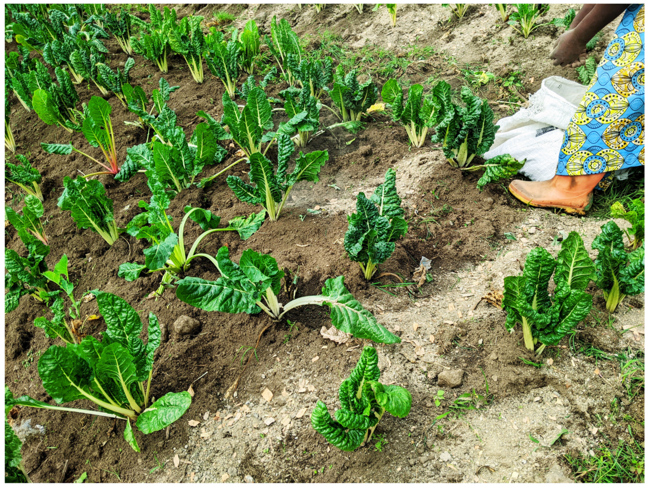 Crops