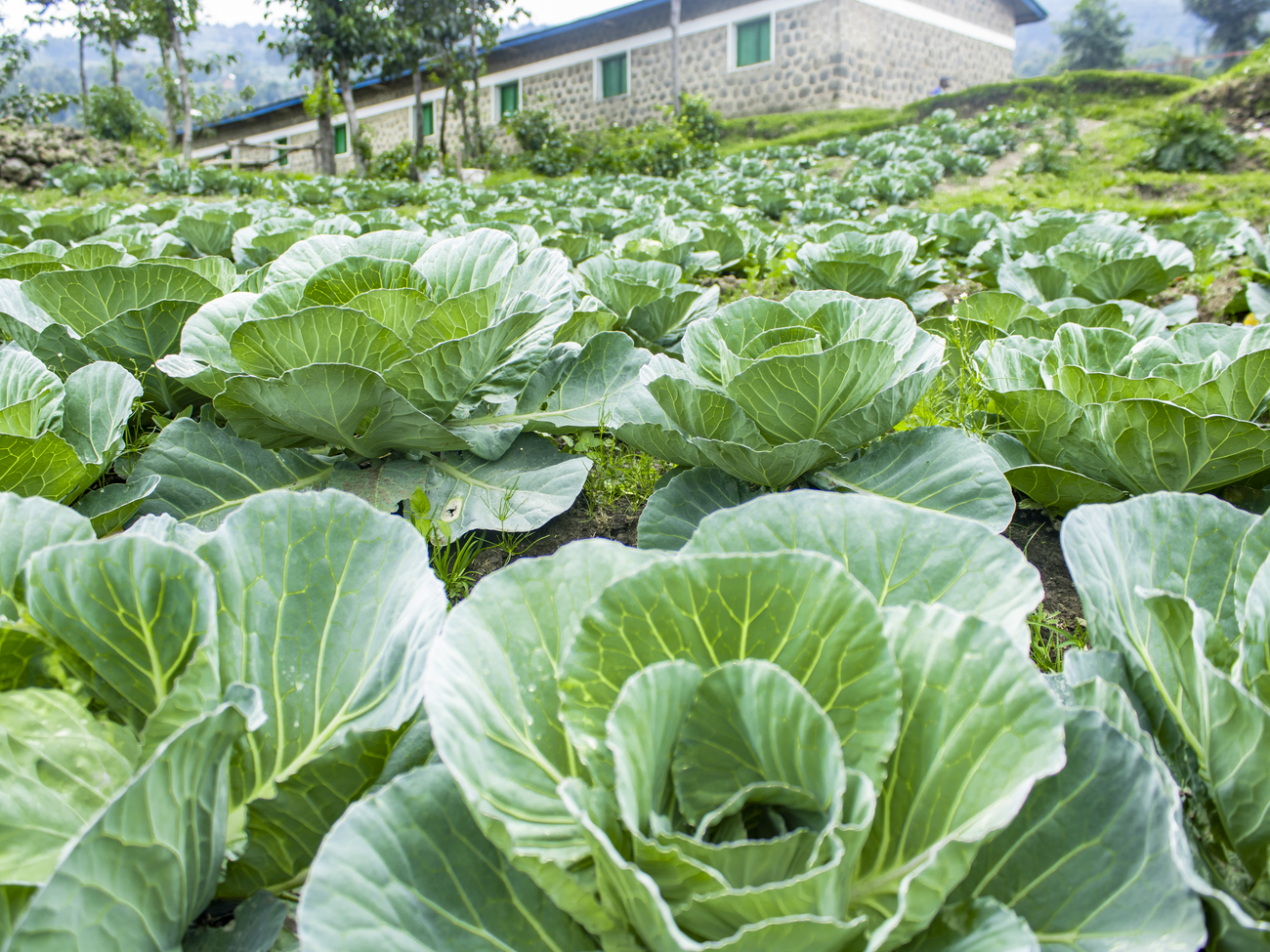 Garden 13