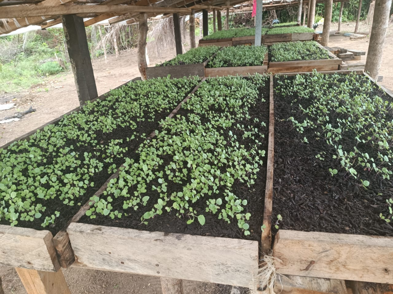 Vegetable Garden Nursery