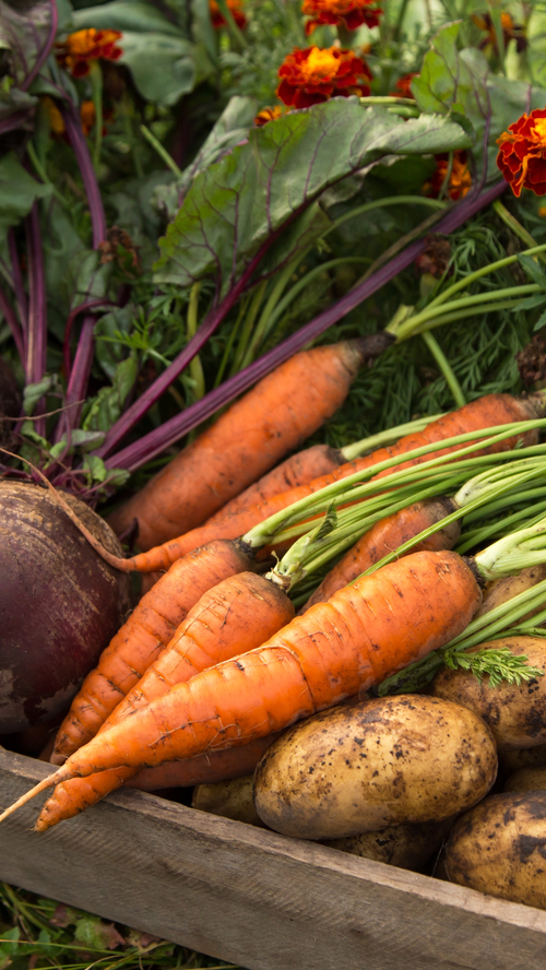 root vegetables