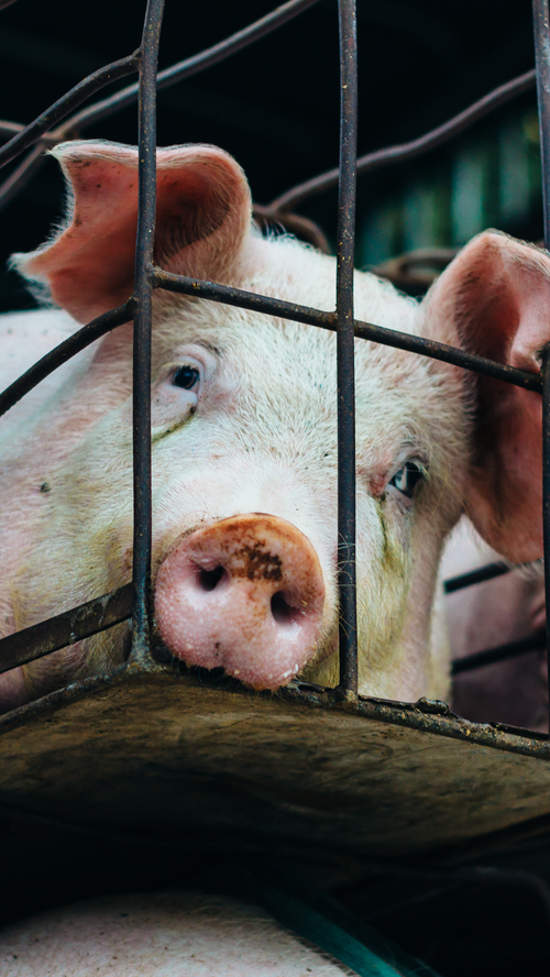 Animal Welfare