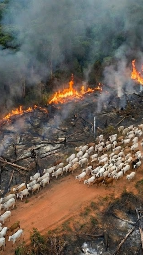 Slash and burn agriculture for cows in the Amazon
